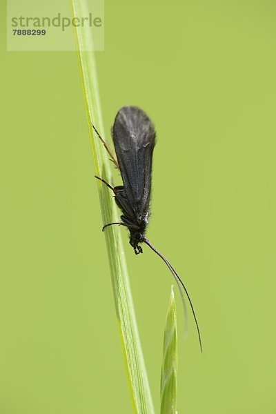 Dunkles Grünwidderchen (Rhagades pruni) auf Gras