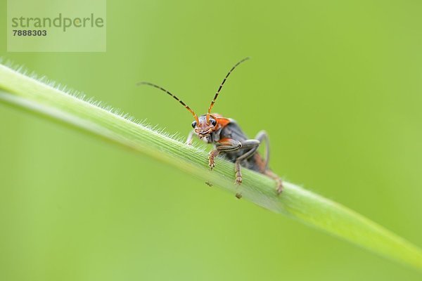 Gemeiner Weichkäfer (Cantharis fusca)auf Gras