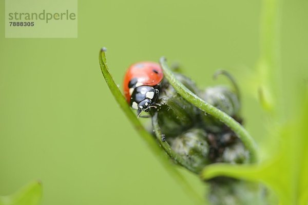 Siebenpunkt-Marienkäfer (Coccinella septempunctata) auf einer Pflanze