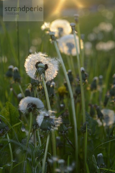 Samen des Gewöhnlichen Löwenzahns (Taraxacum officinale) im Frühling