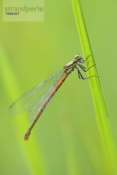 Kleine Pechlibelle (Ischnura pumilio) auf Gras