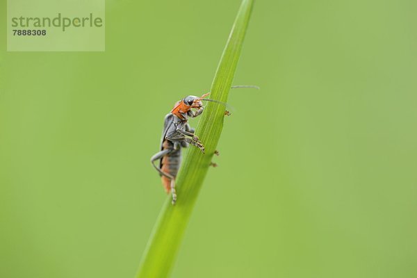 Gemeiner Weichkäfer (Cantharis fusca)auf Gras