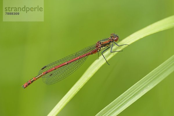 Kleine Pechlibelle (Ischnura pumilio) auf Gras