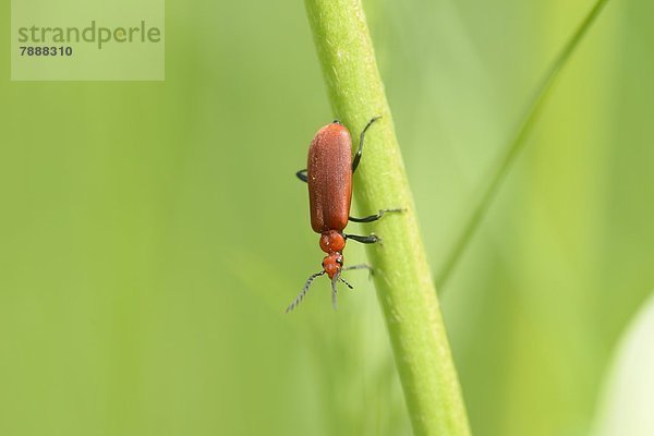 Rothalsbock (Stictoleptura rubra) auf Gras