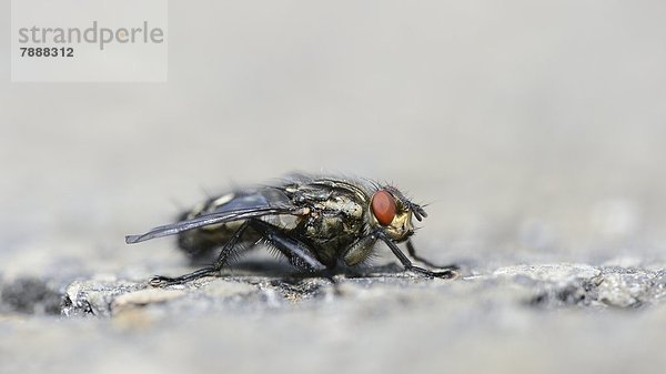 Schmeißfliege (Calliphoridae) auf Asphalt