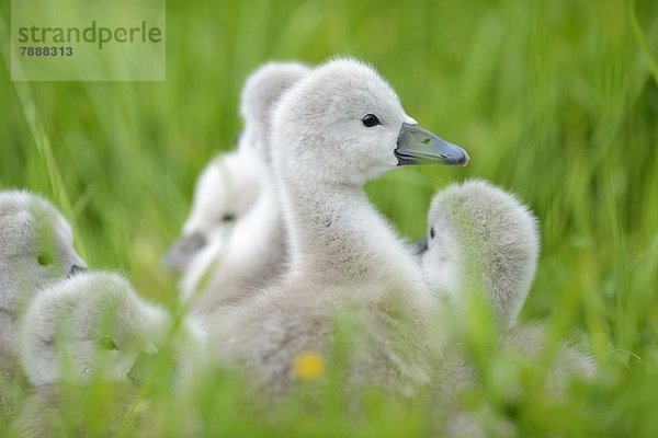 Höckerschwan-Küken (Cygnus olor) auf einer Wiese