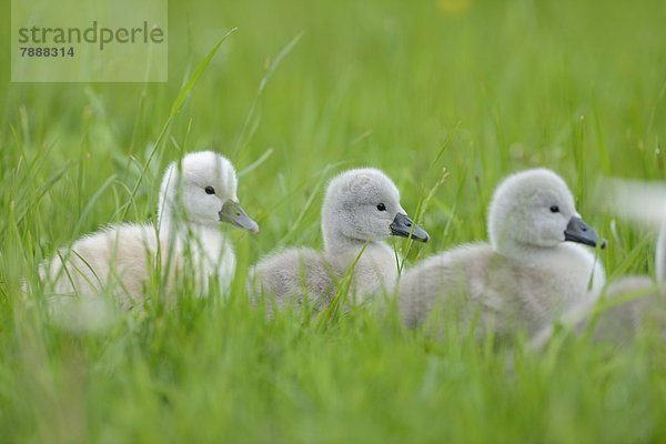 Höckerschwan-Küken (Cygnus olor) auf einer Wiese