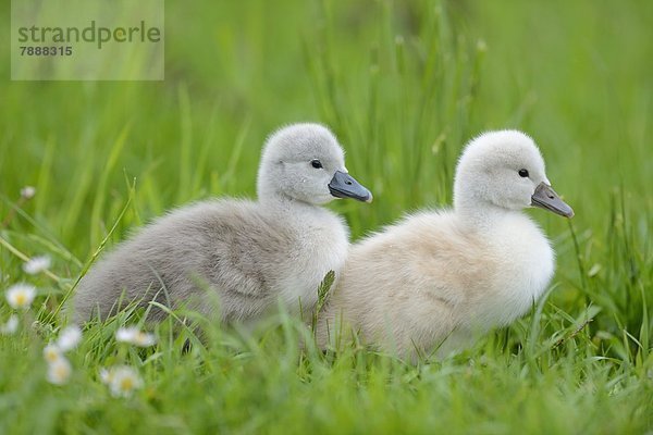 Zwei Höckerschwan-Küken (Cygnus olor) auf einer Wiese