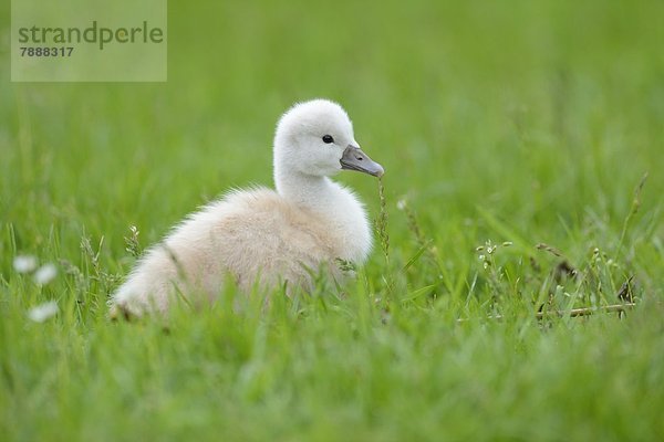 Höckerschwan-Küken (Cygnus olor) auf einer Wiese