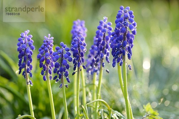 Weinbergs-Traubenhyazinthe (Muscari neglectum)