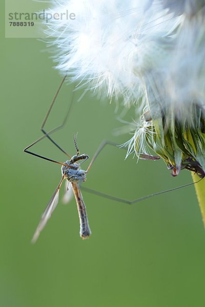 Kohlschnake (Tipula oleracea) an einer Pusteblume