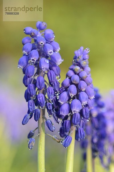 Weinbergs-Traubenhyazinthe (Muscari neglectum)