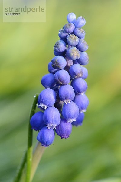 Weinbergs-Traubenhyazinthe (Muscari neglectum)