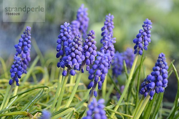 Weinbergs-Traubenhyazinthe (Muscari neglectum)