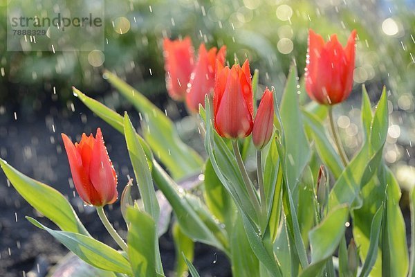 Blühende Tulpen im Regen