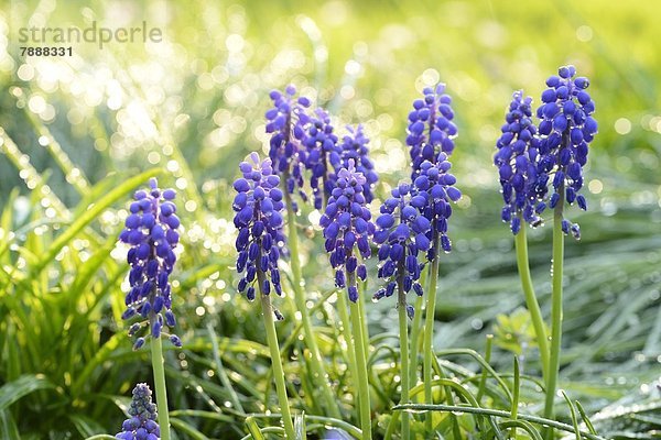 Weinbergs-Traubenhyazinthe (Muscari neglectum)