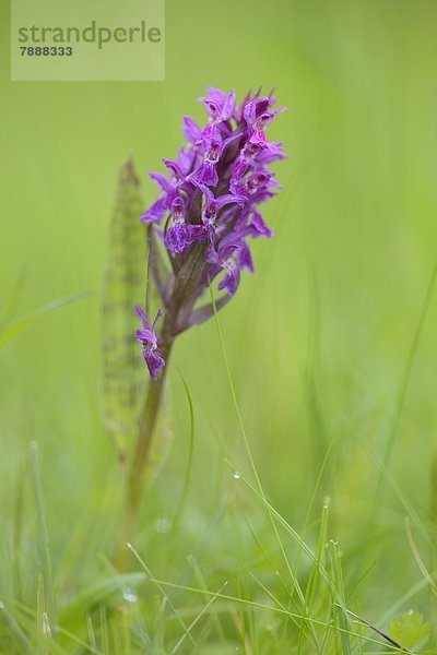 Breitblättriges Knabenkraut (Dactylorhiza majalis)