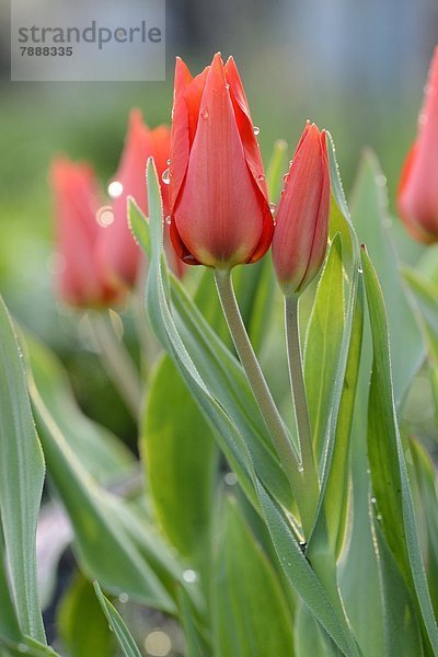 Blühende Tulpen