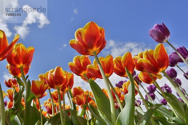 Blühende Tulpen