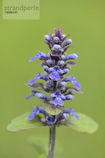 Kleine Braunelle (Prunella vulgaris)