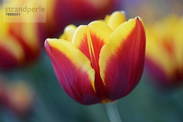 Blühende Tulpen