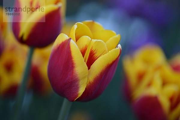 Blühende Tulpen