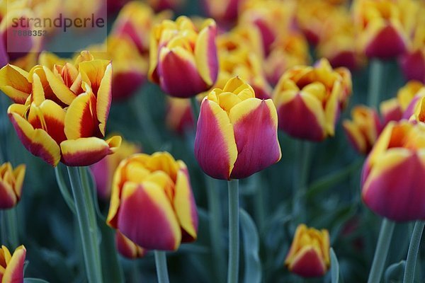 Blühende Tulpen