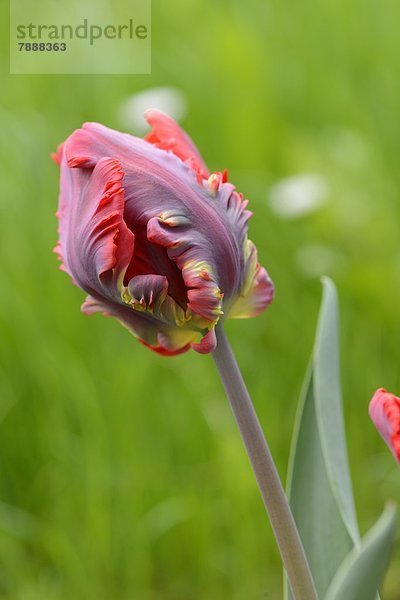 Blüte einer Tulpe