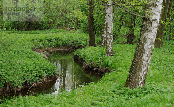 Bach in einem Wald in der Oberpfalz  Bayern  Deutschland