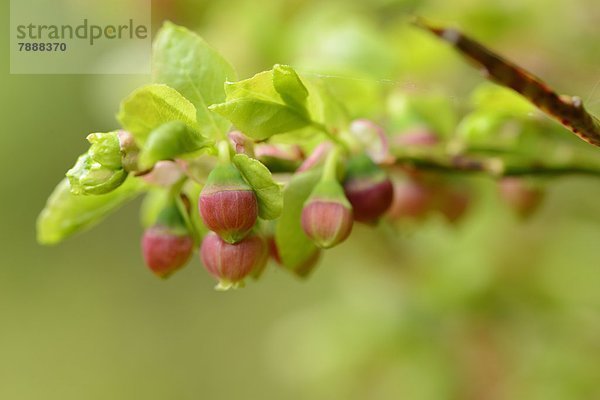 Blühende Heidelbeere (Vaccinium myrtillus) im Frühling