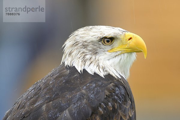 Weißkopfseeadler (Haliaeetus leucocephalus)  close-up