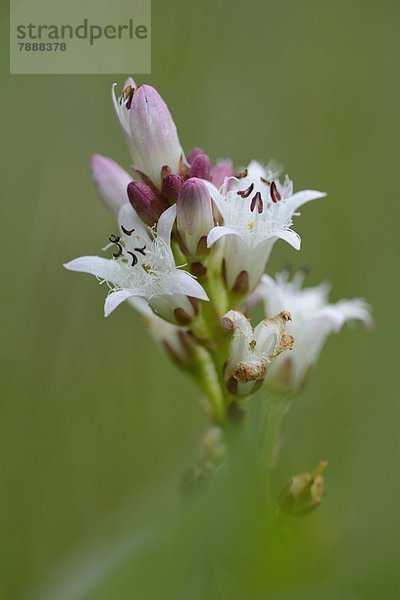 Blühender Fieberklee (Menyanthes trifoliata)