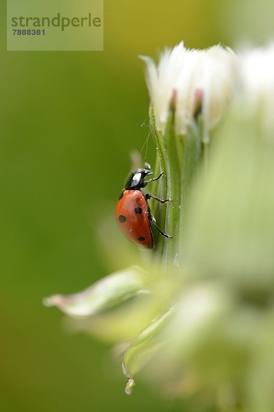 Siebenpunkt-Marienkäfer (Coccinella septempunctata) auf einer Pflanze