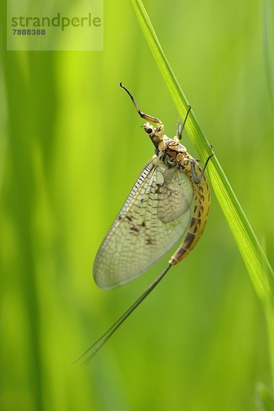 Große Eintagsfliege (Ephemera danica) auf Gras