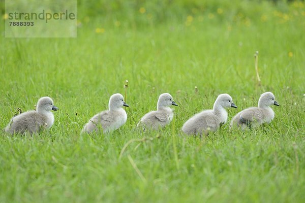 Höckerschwan-Küken (Cygnus olor) auf einer Wiese