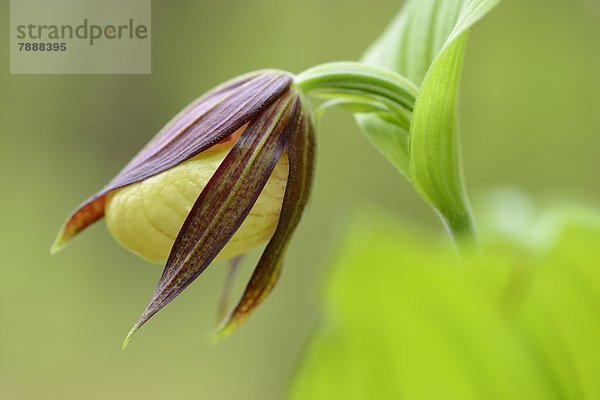 Gelber Frauenschuh (Cypripedium calceolus)