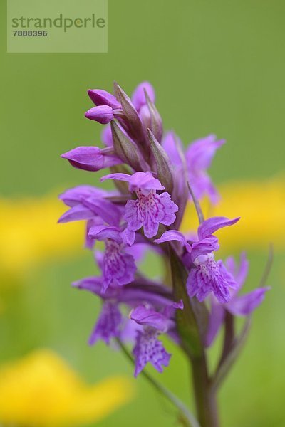 Breitblättriges Knabenkraut (Dactylorhiza majalis)