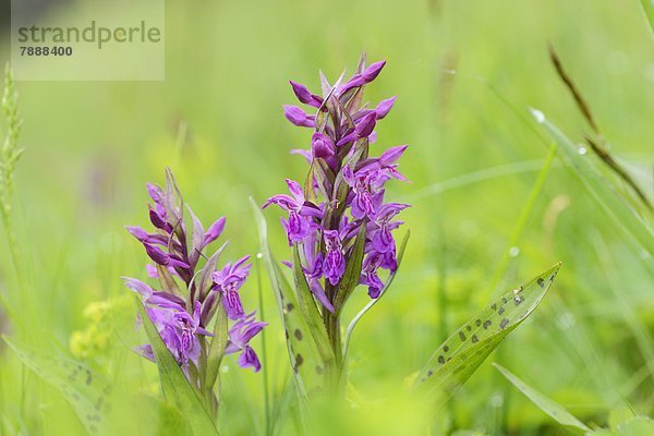 Breitblättriges Knabenkraut (Dactylorhiza majalis)