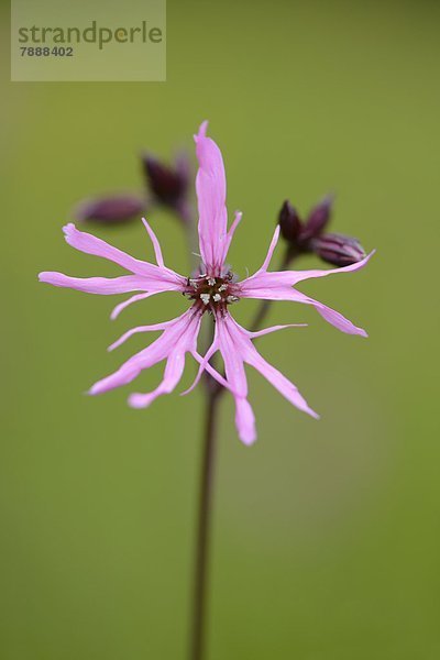 Kuckucks-Lichtnelke (Lychnis flos-cuculi)