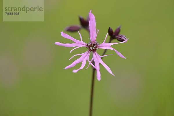 Kuckucks-Lichtnelke (Lychnis flos-cuculi)