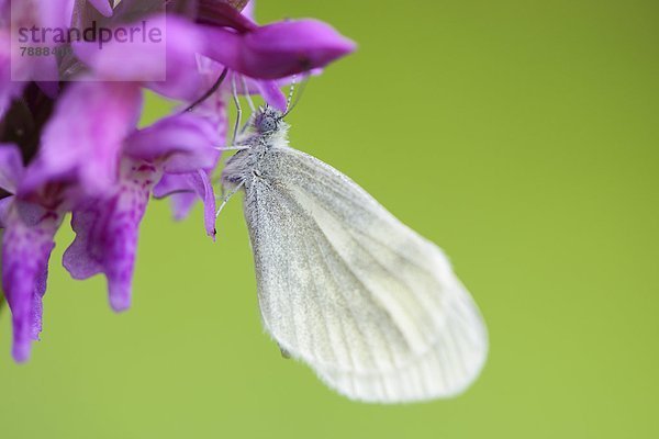 Kleiner Kohlweißling (Pieris rapae) auf Breitblättrigem Knabenkraut (Dactylorhiza majalis)