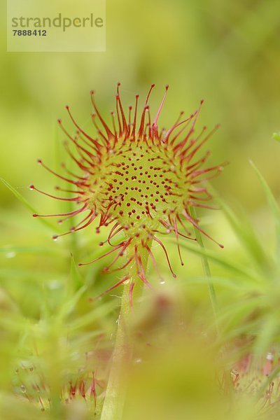 Sonnentau (Drosera rotundifolia)