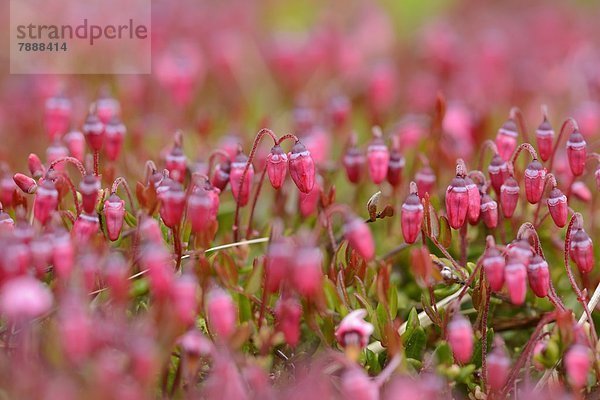 Blühende Gewöhnliche Moosbeere (Vaccinium oxycoccos)