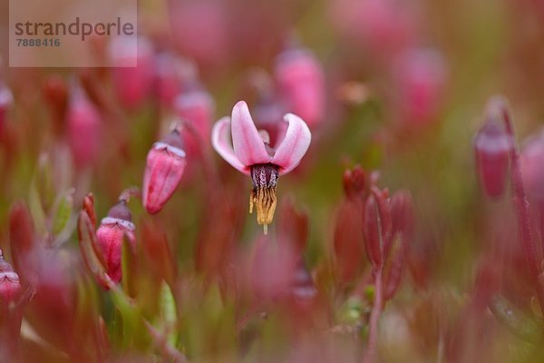 Blühende Gewöhnliche Moosbeere (Vaccinium oxycoccos)