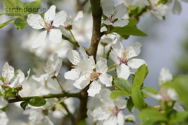 Blüten eines Schlehdorns (Prunus spinosa) im Frühling