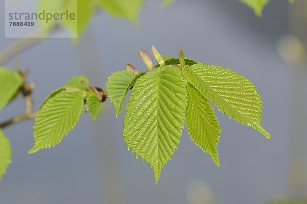 Blätter einer Rotbuche (Fagus sylvatica) im Frühling