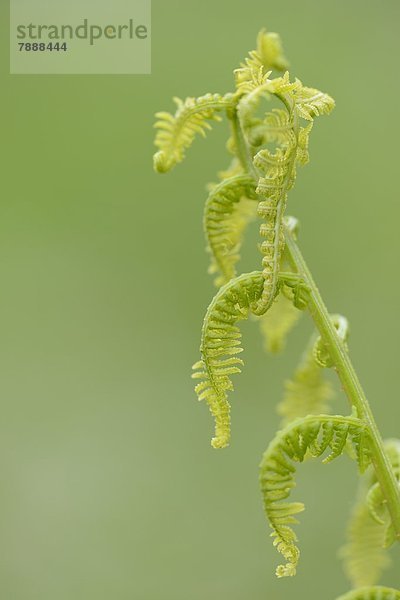 Männliches Farnblatt (Dryopteris filix-mas) im Frühling