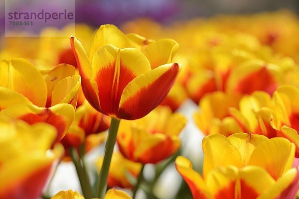 Blühende Tulpen