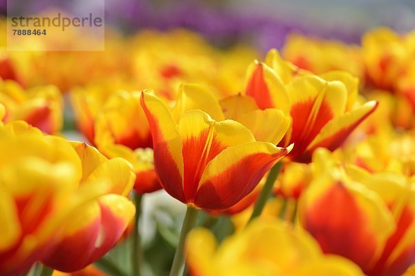 Blühende Tulpen