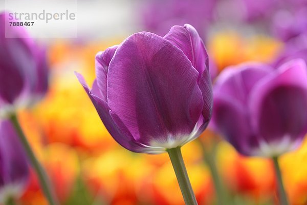 Blühende Tulpen